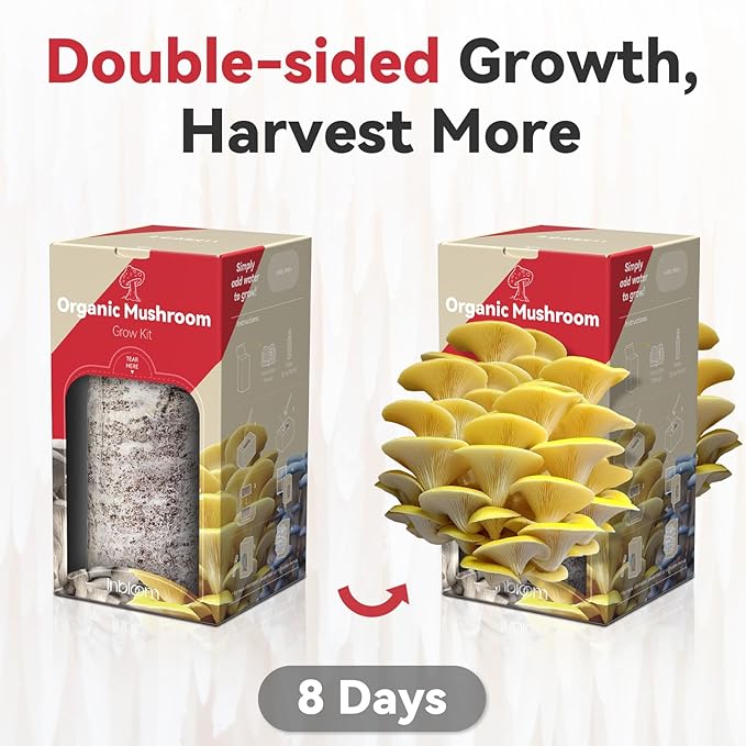 inbloom Organic Golden Oyster Mushroom Growing Kit with Spray Harvest Fresh Mushrooms at Home Beginner Friendly &amp Easy to Use Unique Gardening Gift for Holiday Handmade in New Jersey USA