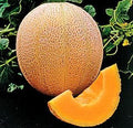 Cantaloupe Hales Best Jumbo Melon Heirloom Vegetable Seeds by Seed Kingdom (5 Lb Seeds)