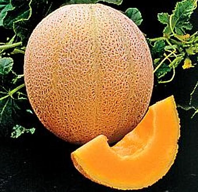 Cantaloupe Hales Best Jumbo Melon Heirloom Vegetable Seeds by Seed Kingdom (5 Lb Seeds)