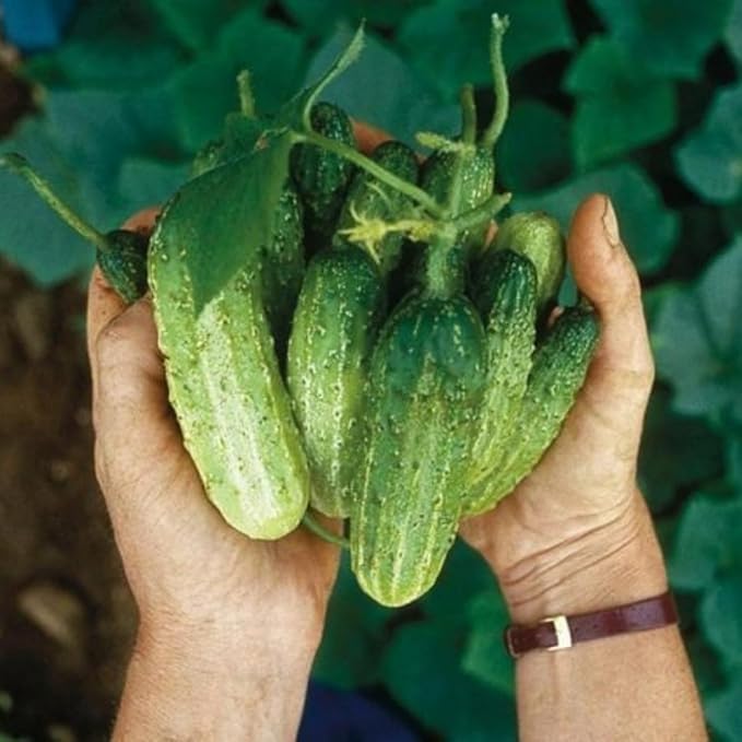 2 Green Cucumber Plants Live 4 Inches Pot Live Cucumber Plants from 3 to 5 Inches Long Cucumber Starter Plants Cucumber Live Plants for Garden