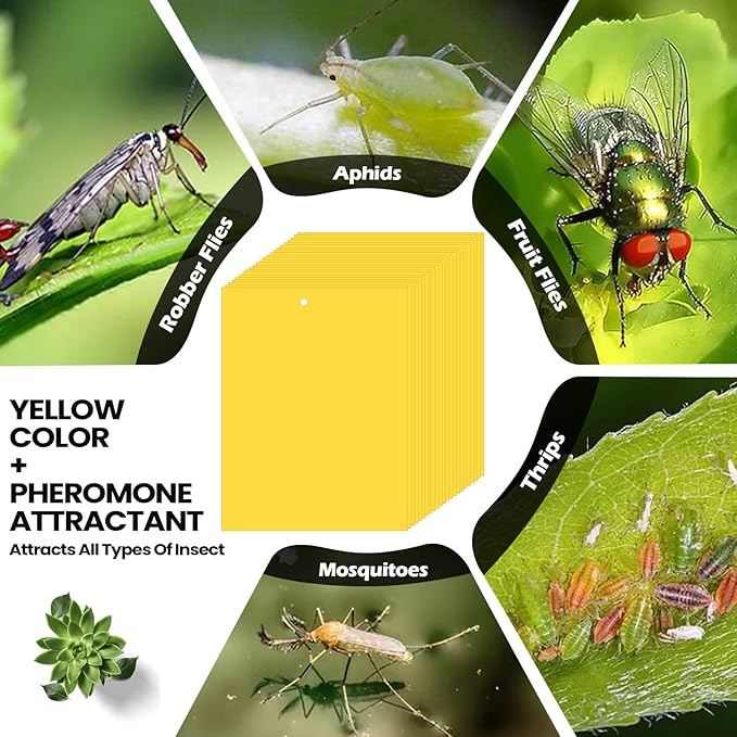 Qualirey 150 Pcs 6 x 8 Inch Sticky Traps for Gnats Dual Sided Fruit Fly Sticky Traps for Indoor and Outdoor Plant with Twist Ties and Plastic Holders for Flying Plant Insect Fungus Gnats (Yellow)