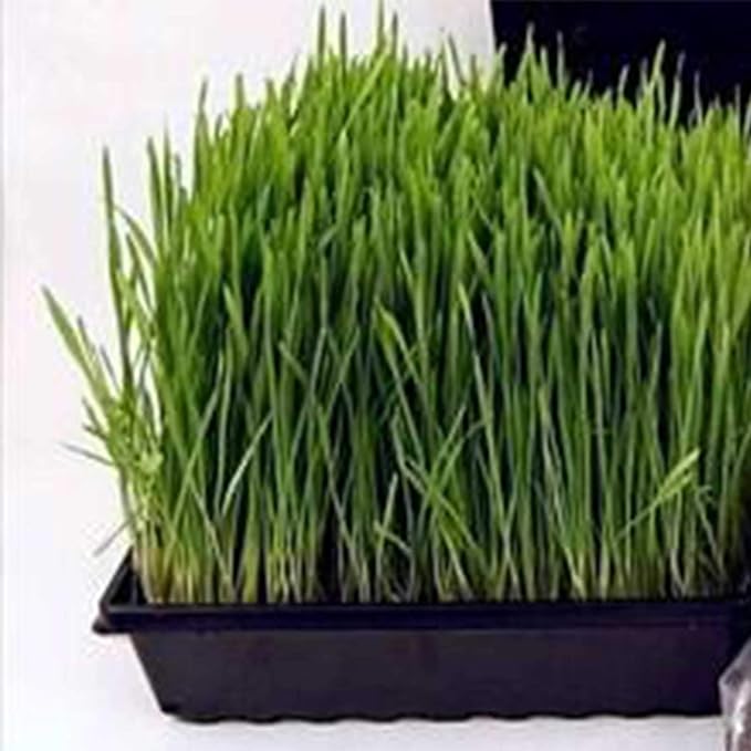 Living Whole Foods Plant Germination Drip Trays - Pack of 100-10 by 10 Black Plastic Greenhouse Growing Trays with No Drain Holes - for Seedlings Microgreens Wheatgrass More
