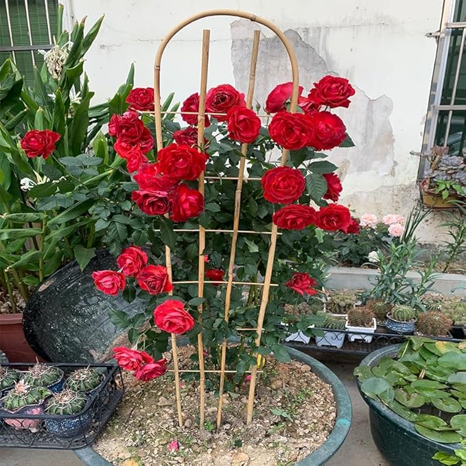 Bamboo TrellisU-Shape Bamboo Trellis4Feet3packfor Climbing Plants Outdoor BambooforClimbing PlantsTomato VegetablesFlowers Beans CucumberIndoor Potted Climb Plants