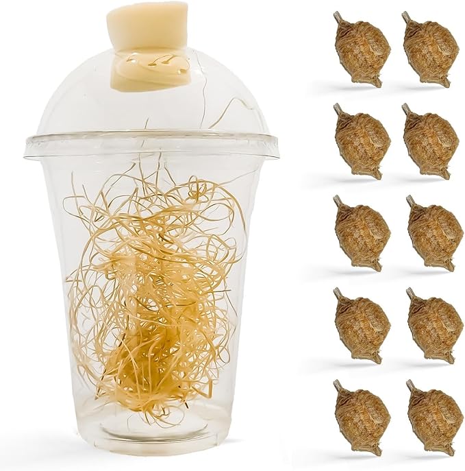 Praying Mantis Ootheca Egg Case with Hatching Habitat Cup (Ten Egg Case) - Stem Education Comes with a Transparent Habitat Cup Egg Case Produces Approximately up to 400 Baby Nymphs (T Sinensis)