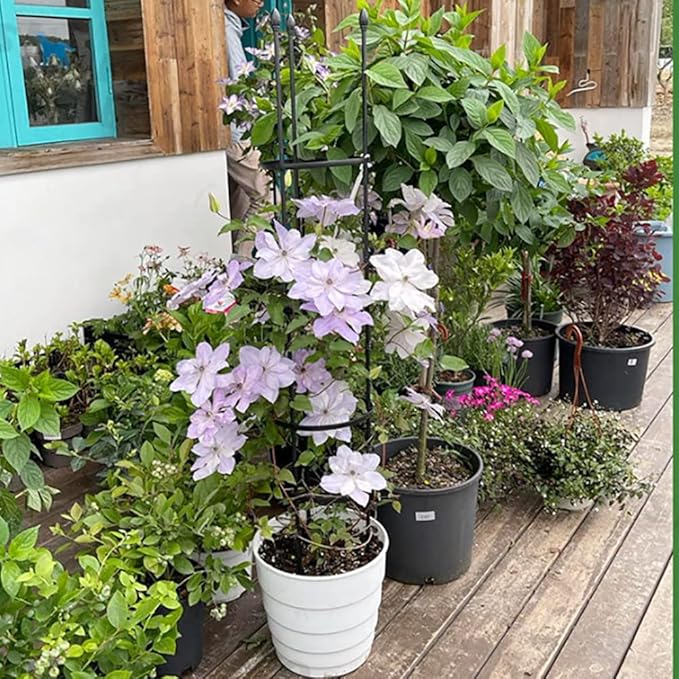 Garden Trellis for Climbing Plants Outdoor24in30in35in47in Tall Tomato Cages for Garden Plant Cages Plant Stake for Flower Vegetable Vines Plant Trellis for Potted PlantsGold ( Size : 9.8/25cm