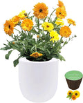 Hydroponic Growing Kit Self-Watering Garden Starter Kit with White Ceramic Pot and Seeds (Calendula)