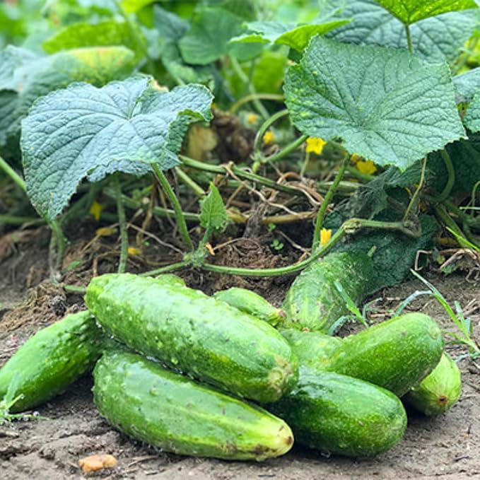 2 Green Cucumber Plants Live 4 Inches Pot Live Cucumber Plants from 3 to 5 Inches Long Cucumber Starter Plants Cucumber Live Plants for Garden