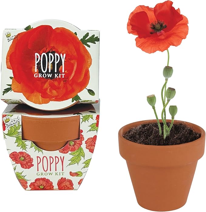 BUZZY Seeds 12-Pack Poppy Grow Kit – Mini Terracotta Pots with Poppy Seeds and Growing Medium – Bulk Gardening Gifts Wedding Favors Classroom Activities and Party Favor Flower Kits