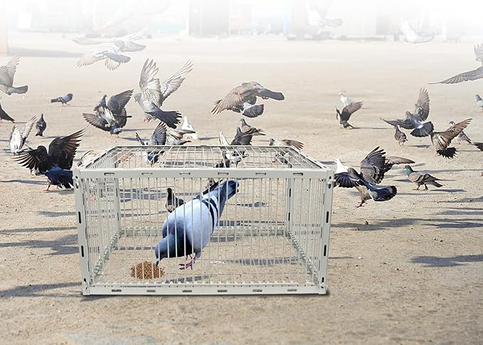 Pigeon Trap Cage with Escape-Proof Design – Auto Bird Trap Cage for Pigeons and Small Birds | Multi-Catch Pigeons Birds Traps for Sale with Well Anti-Rust Baking Paint-S Size
