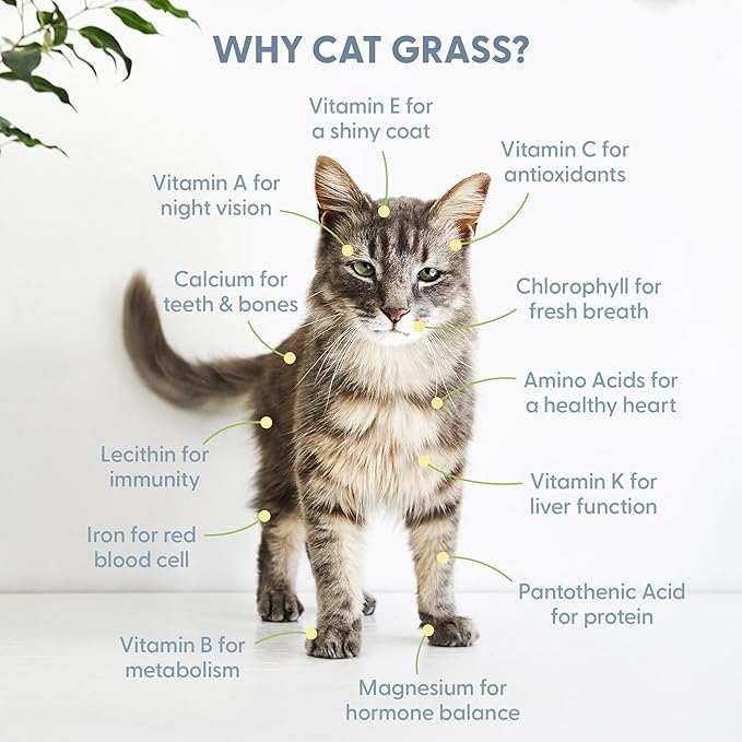 The Cat Ladies Cat Grass for Indoor Cats Cat Grass Growing Kit with Organic Cat Grass Seed Mix Soil and Ceramic Cat Planter Pet Grass for Cats Natural Hairball Remedy Cat Gifts