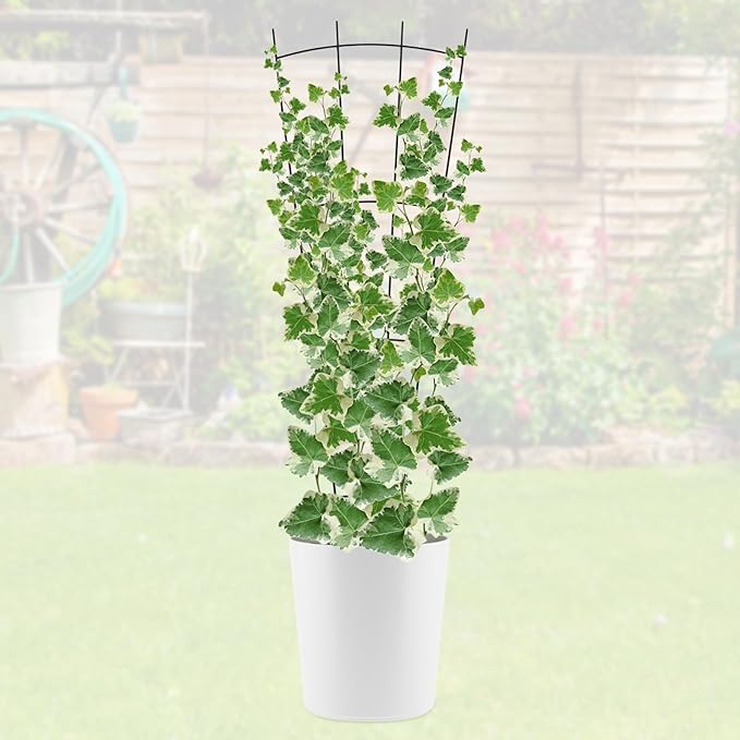 4 Pack 32'' Black Metal Plant Trellis Indoor/Outdoor Fan Shape Stainless Steel Modern Style Easy Assembly
