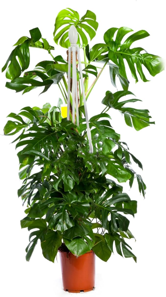 White Garden Trellis Climbing Plant Stand Four-Legged Vine Support for Potted Plants Outdoor Vegetable and Flower Growth
