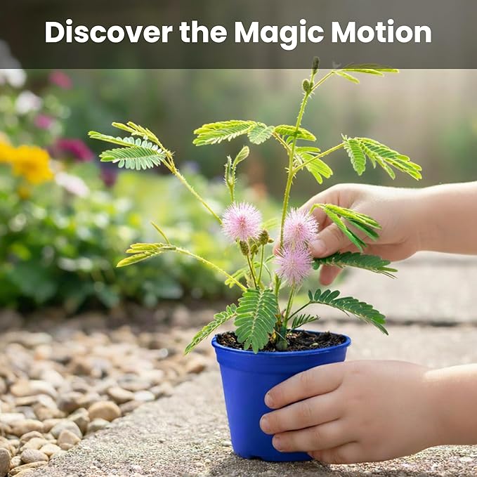 TickleMe Plant Deluxe Family Greenhouse Kit – Grow the Playful Plant that Closes Its Leaves When Tickled! Includes Mini Greenhouse 3 Seed Packets Soil Pellets &amp Pots – Fun Indoor Gardening Gift