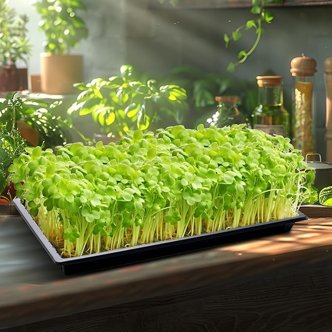 20 Pack Shallow 1020 Trays No Holes Heavy Duty Reusable Seed Starter Flat Seedling Tray for 72/128 Cell Plug Tray Transplant Microgreen &amp Seed Germination (21×11 1.6 Deep TD538)