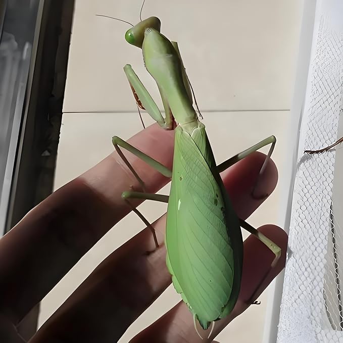 Mantis Eggs with a Free Observation Hatching Pack – Equipped with a Transparent Window Pocket to Observe The Hatching Process Each Ootheca can Produce up to 400 Baby mantises (2 Wood)