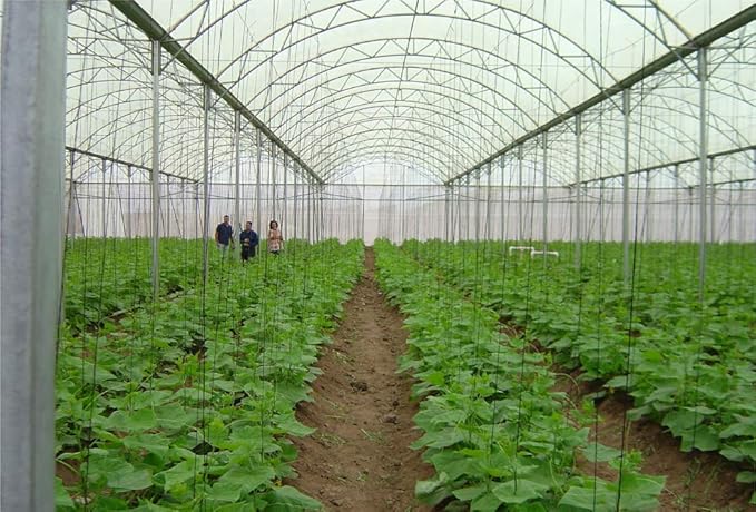 GT4 6 Mil Uv Treated Standard Clear Greenhouse Film 36' Wide X 75' Long
