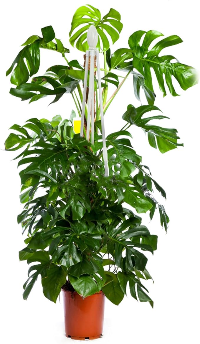 Plant Climbing Trellis for Garden Outdoor Vine Support White 120cm Four-Legged Iron Wire Frame Suitable for Cucumbers Clematis Climbing