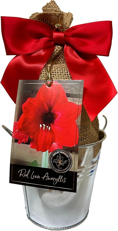 Rustic Tin Red Lion Amaryllis Holiday Gift Growing Kit Deluxe Edition. Includes a Rustic Silver Pot 1 Large Bulb a Burlap Gift Bag and Professional Growing Medium
