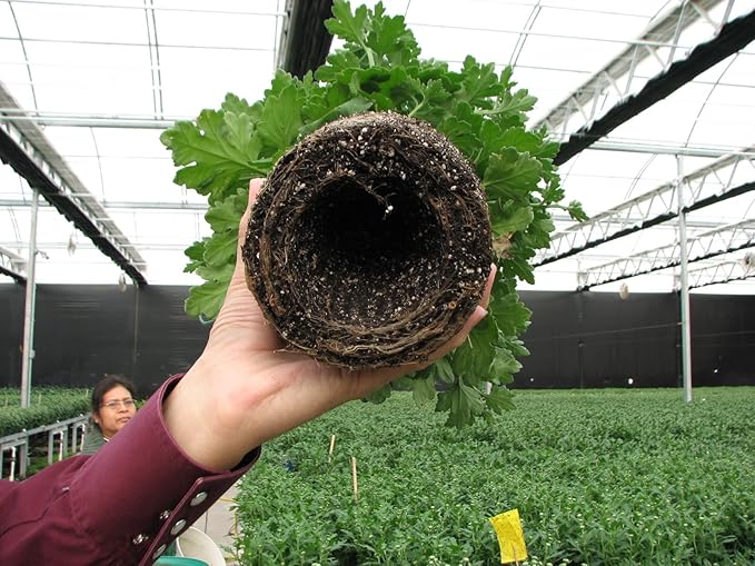 Container Gardening Breakthrough You've Been Waiting for. Air Prunes Roots. Prevents Root Rot and Overwatering. Stronger Healthier Plants. Indoor. Outdoor. Reusable. Multi Set of 12.