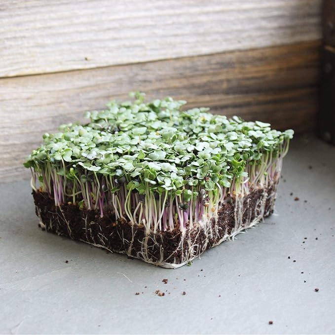 Spicy Salad Mix Micro Greens Seeds: 25 Lb - Bulk Non-GMO Seed Blend: Broccoli Kale Mustard Cabbage Arugula More