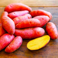 TomorrowSeeds - PRE-Order Now! Ships April 2026 - Red French Fingerling Seed Potatoes Seeds - 2 Pounds - for 2026 Planting Certified for Growers Organic Red Skinned Tuber Garden Growing Planting