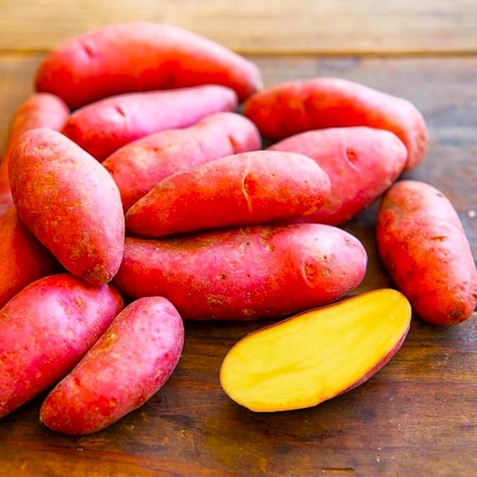 TomorrowSeeds - PRE-Order Now! Ships April 2026 - Red French Fingerling Seed Potatoes Seeds - 2 Pounds - for 2026 Planting Certified for Growers Organic Red Skinned Tuber Garden Growing Planting