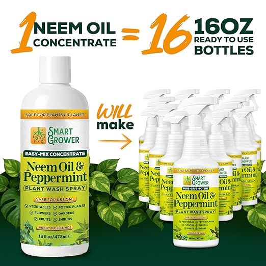 Neem Oil Spray for Plants with Peppermint Oil – for Indoor &amp Outdoor Plants Gardens &amp Houseplants– Best Value Refill 16 oz Concentrate Makes 2 Gallon RTU
