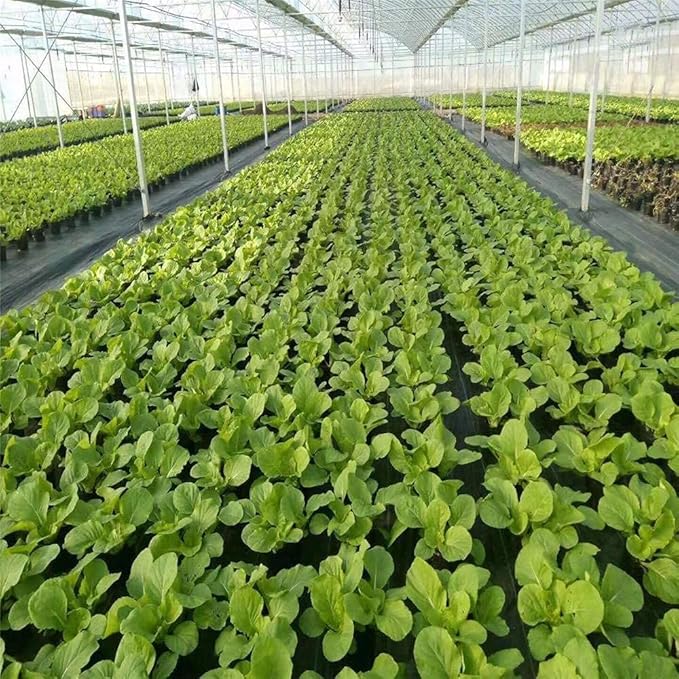 Agfabric Weed Barrier 6.5ftx100ft Landscape Fabric Heavy Duty Weed Barrier Fabric Easy Setup Woven Garden Weed Fabric Landscaping Fabric