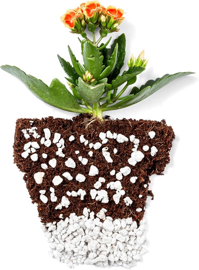 Perlite Bliss (24 Qts) + Vermiculite Bliss (24 Qts) - Perlite for Plants &amp Fine Vermiculite for Gardening - Bulk Soil Amendment Bundle - Organic Potting Soil Mix Improves Nutrient &amp Water Rete
