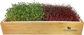 ZESTIGREENS Self Watering Microgreens Growing Kit. Hands Down The Easiest Way to Grow Microgreens. Includes Tray Seeds Mats and Bamboo Surround. Great Gift for Gardeners