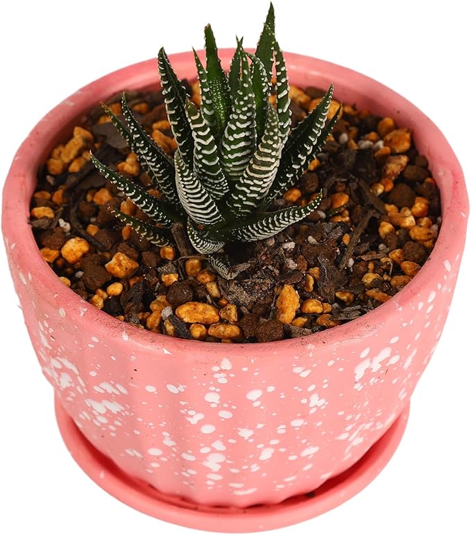 Japanese Cactus Succulent &amp Aloe Vera Potting Soil Mix - 6L Peat-Free