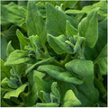 Everwilde Farms - 1 Lb New Zealand Spinach Seeds - Gold Vault