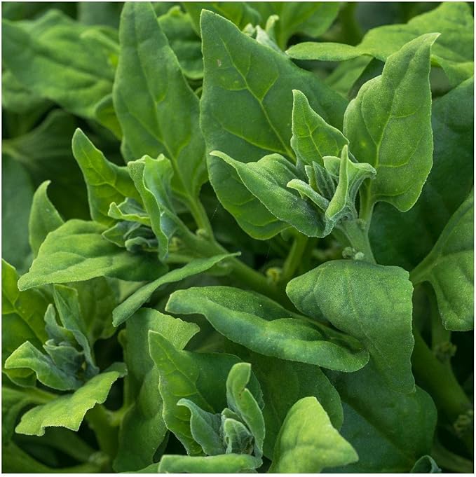 Everwilde Farms - 1 Lb New Zealand Spinach Seeds - Gold Vault
