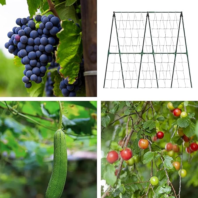 Garden Trellis for Climbing Plants | Climbing Plant Support Obelisk - Tomato Trellis - for Bean Flowers Fruits Grape Pea Squash Tomato Vegetables Vine