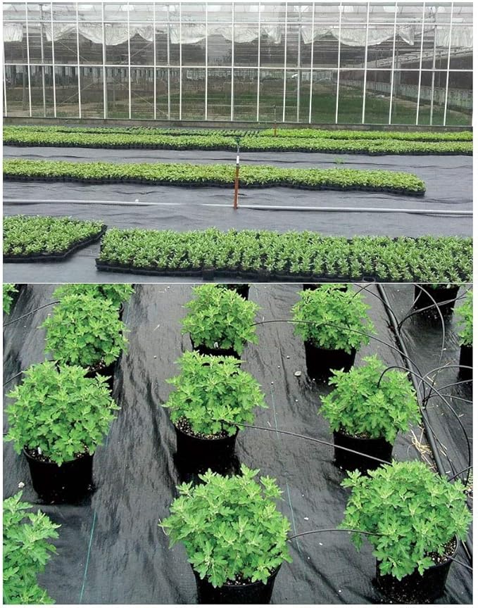 CKSEKD Agricultural Anti Grass Cloth Black Plastic Weed Barrier Mat Weed Control Mulch Ground Cover Membrane for Garden/Farm Vegetables/Greenhouse/Orchard (Color : 0.8M Width Size : 5M)