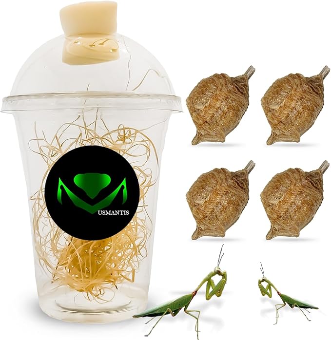 Chinese Praying Mantis Ootheca Egg Case with Hatching Habitat Transparent Cup - Four Egg Case - Beneficial for Stem Education and Gardening Egg Case Produces Approximately up to 400 Baby Nymphs
