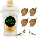 Chinese Praying Mantis Ootheca Egg Case with Hatching Habitat Transparent Cup - Four Egg Case - Beneficial for Stem Education and Gardening Egg Case Produces Approximately up to 400 Baby Nymphs