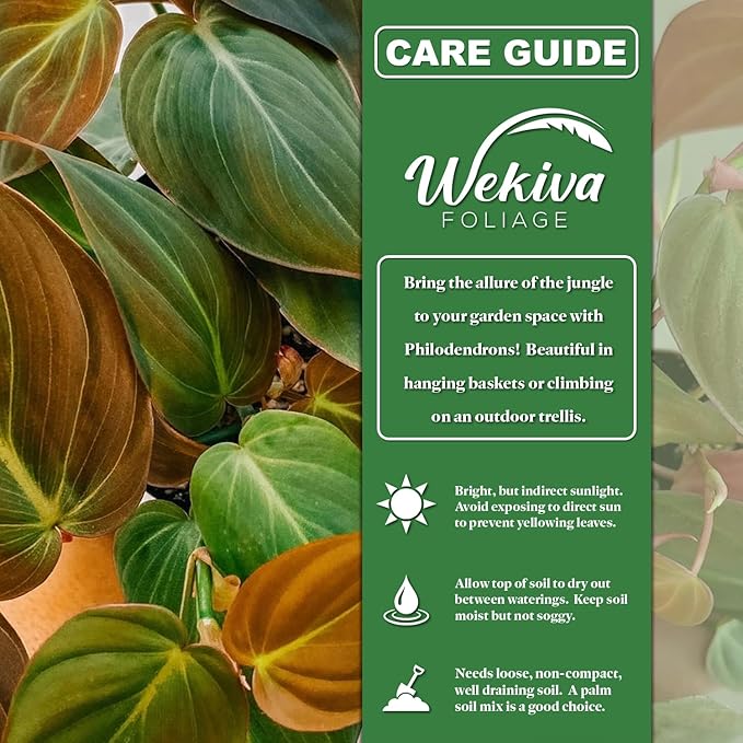 Philodendron Micans and Soil Mix Combo - Live Plant in a 4 Inch Pot with 1 Quart HousePlant Soil Mix - Philodendron 'Micans' with Custom Soil Blend