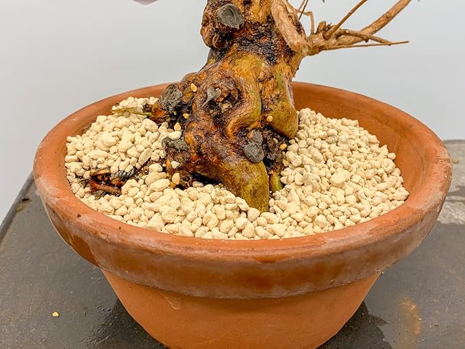 GARDENERA Premium Lychee Potting Soil Mix - Perfect Balance of Nutrients Drainage and Aeration for Thriving Lychee Trees - 5 Quart