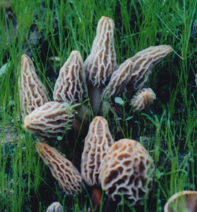 MOREL HABITAT KIT® Morel Mushroom Growing Kit (Morchella) Compatible with Any Soil Type Across the U.S. Outdoor Garden &amp Backyard Cultivation Set with Full Instructions - Made in the USA