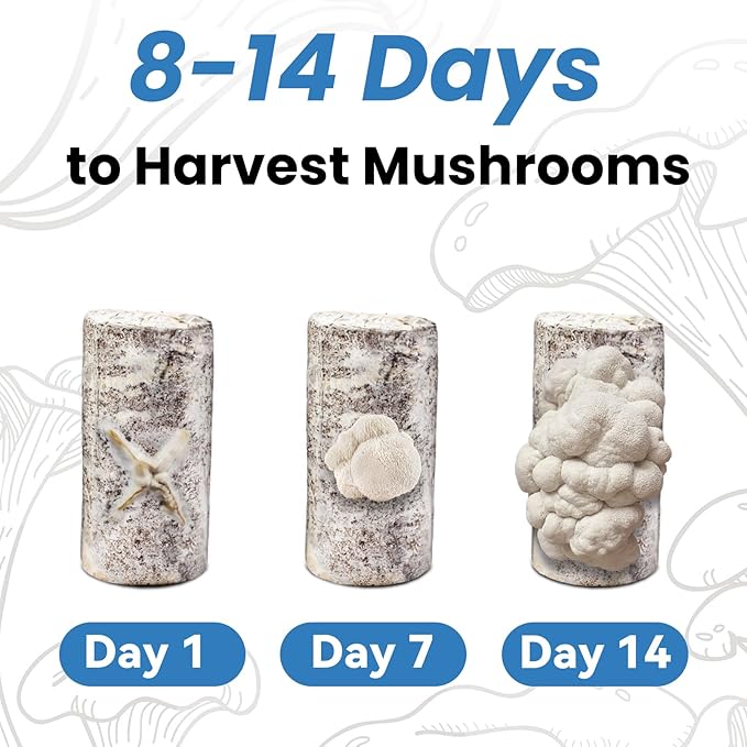 USA Organic 4lbs Lions Mane Mushroom Growing Kit Double-Side Mushroom Grow Kit Indoor Harvest Gourmet Mushrooms in 10 Days Top Gardening Gift Holiday Gift
