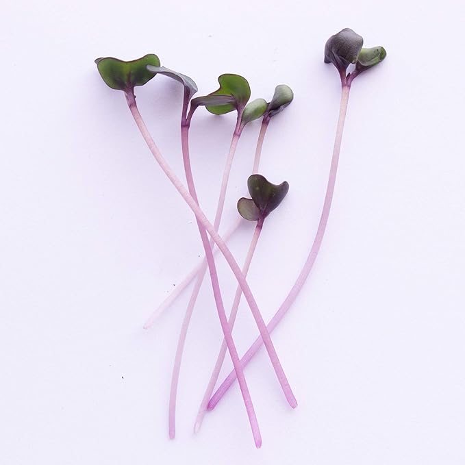 Red Cabbage Microgreens Seeds - 5 Lb ~544000 Seeds - High Germination Premium Non-GMO Seeds for Growing Red Cabbage Micro Greens