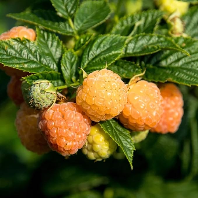 4 Mixed Raspberry Plants Live 5-9 Inch Tall Raspberry Fruit Trees for Outdoor Growing Raspberry Seedling