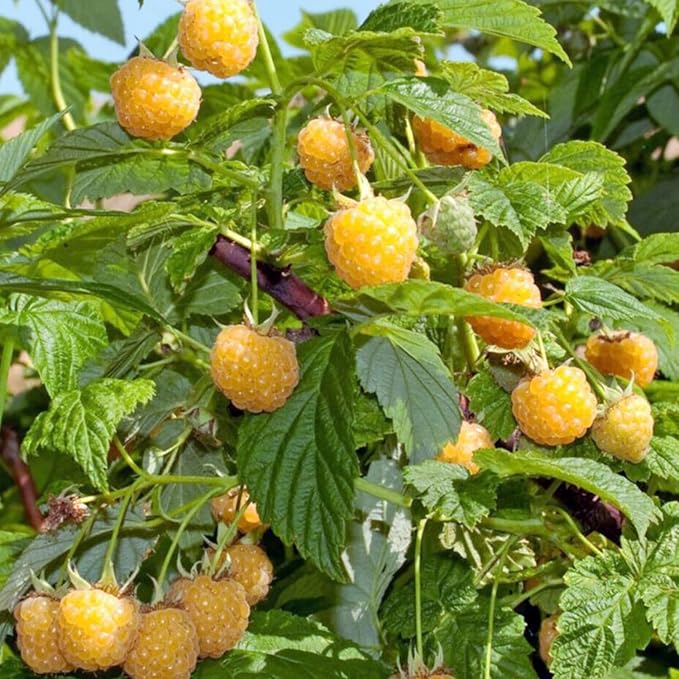 4 Fall Gold Raspberry Plants Live 5-9 Inch Tall Raspberry Fruit Trees for Outdoor Growing Raspberry Seedling