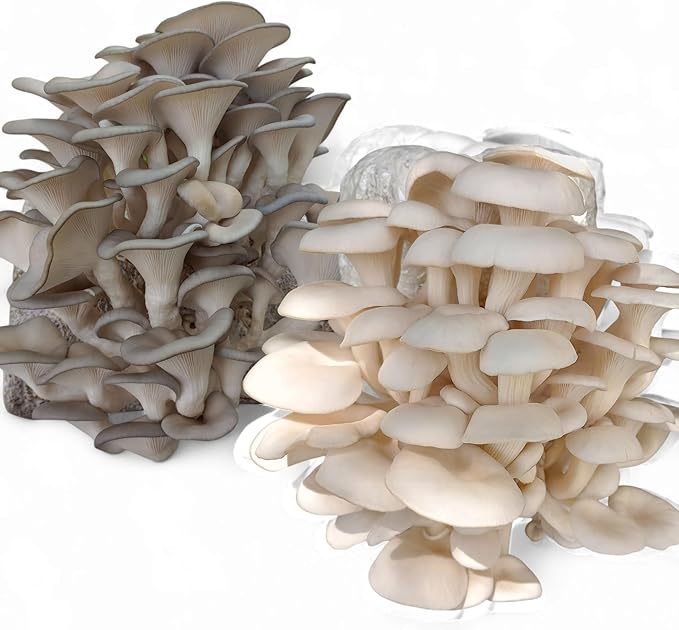 Two 5lb Oyster Mushroom Grow Kits with Live Mycelium Blue and Florida Oyster Varieties Complete Indoor Cultivation Set