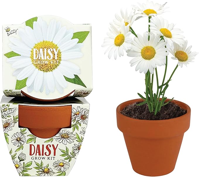 BUZZY Seeds Daydream Mini Terracotta Pots 12-Pack with Daisy Seed Packets – All-in-One Starter Set with Growing Medium and Easy Instructions Gardening Gift Wedding Favors Corporate Gifting
