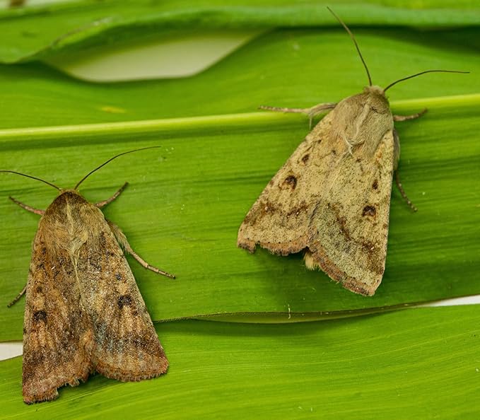 VivaTrap VT-101 Corn Earworm + Tomato Fruitworm Moth Trap &amp Lure (2 Pack 8 Week)