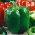 Chinese Giant Sweet Pepper Seeds - 5 Lb Bulk ~400000 Seeds - Non-GMO Heirloom - Vegetable Garden - Capsicum annuum