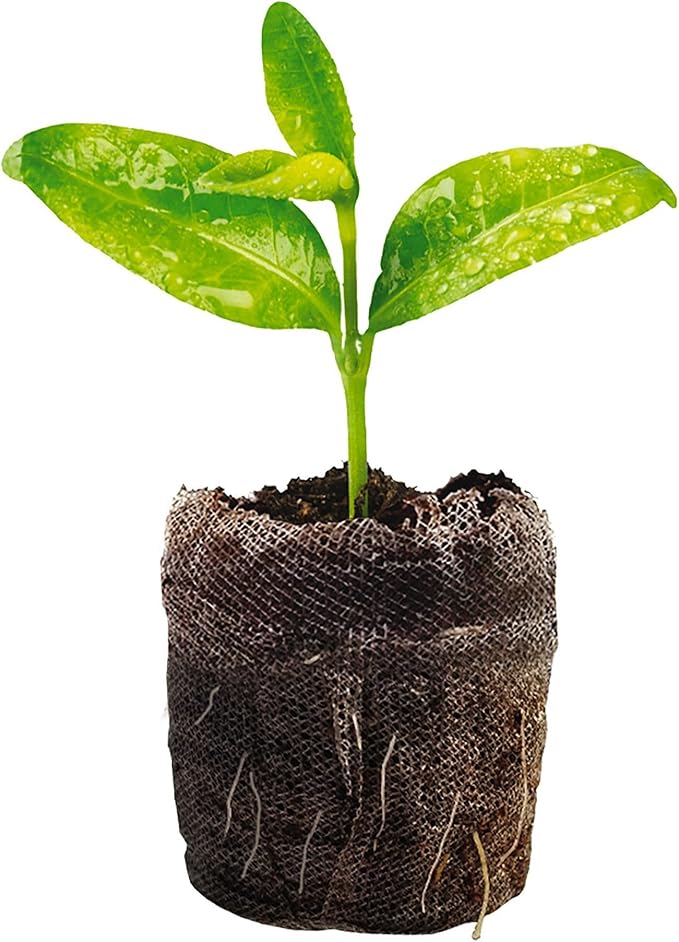 Jiffy Seed Starter Tray Kit - Self-Watering High Germination Rate Seedling Tray - 2 Pack Peat/Plastic