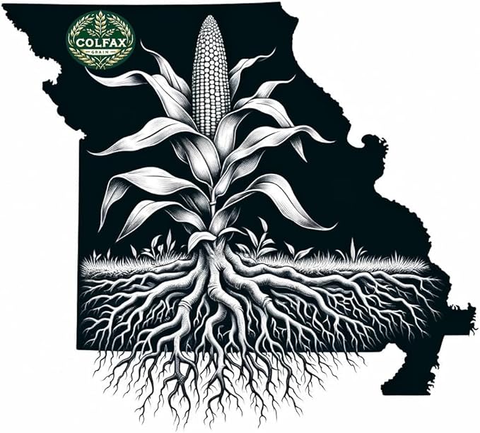Open Pollinated Seed Corn - Minnesota 13 Organic Grown 5 Pound Direct from Seed Grower